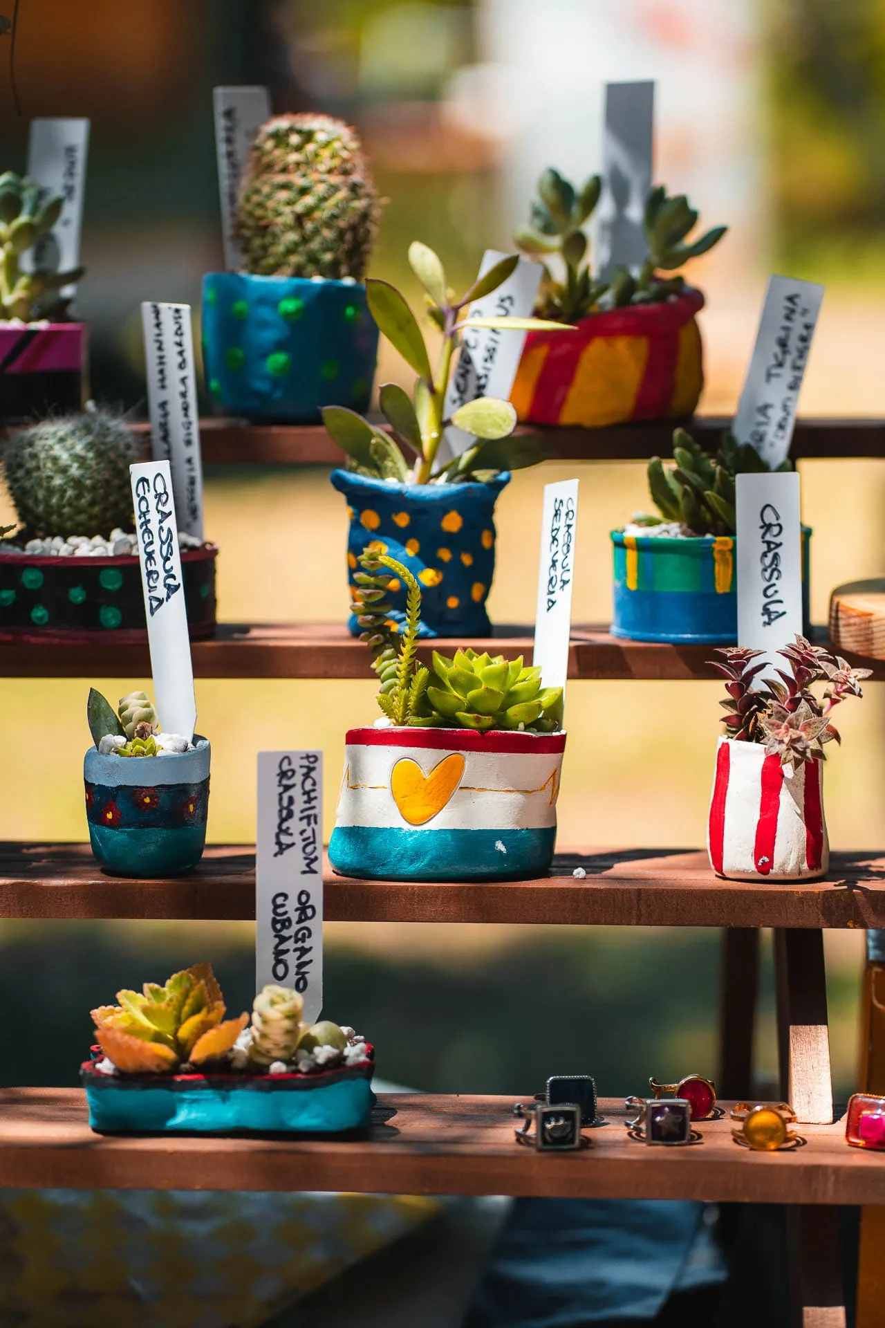 Succulents in hand-painted pots